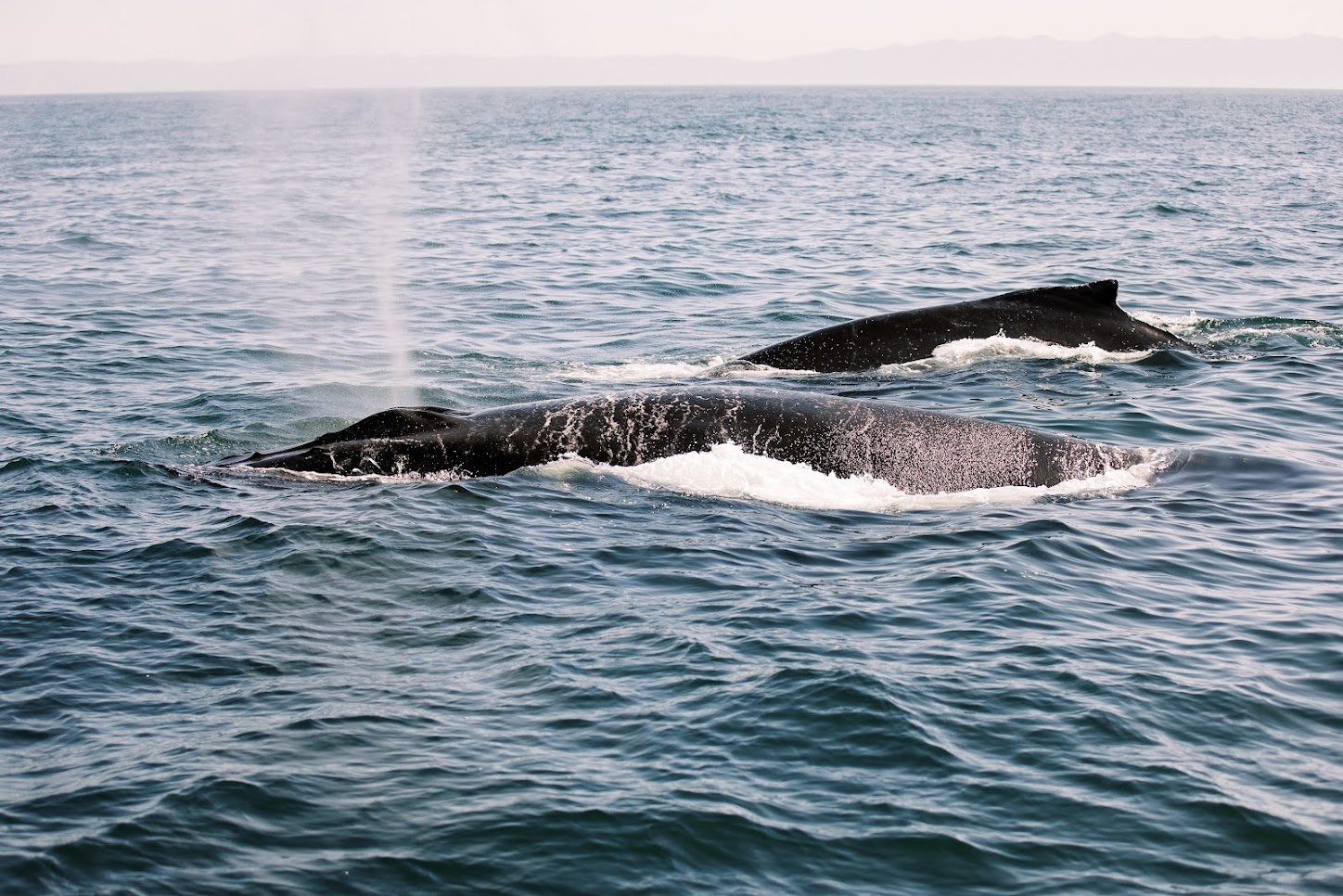 Santa Barbara Whale Watching Tour - Double Dolphin Cruises
